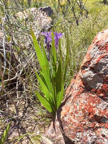 Babiana ecklonii