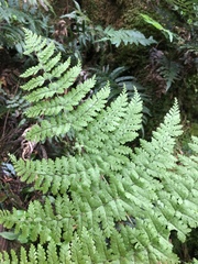 Dryopteris paleolata