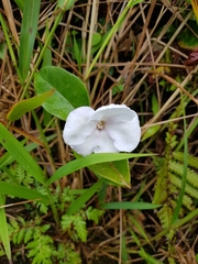 Brunfelsia lactea