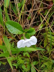 Brunfelsia lactea