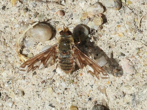 Williston's bee fly photo 2