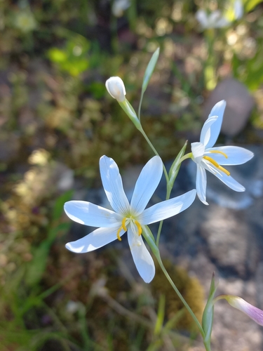 Image of Hesperantha bachmannii by (c) Brian du Preez, some rights reserved (CC BY-SA)