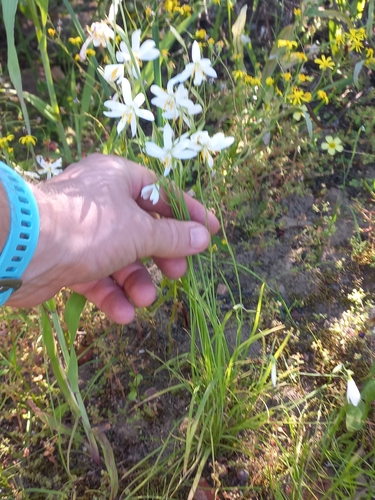 Image of Hesperantha bachmannii by (c) Brian du Preez, some rights reserved (CC BY-SA)