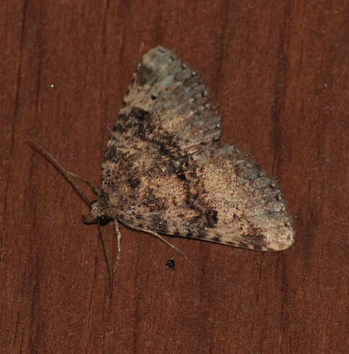 Metalectra bigallis
