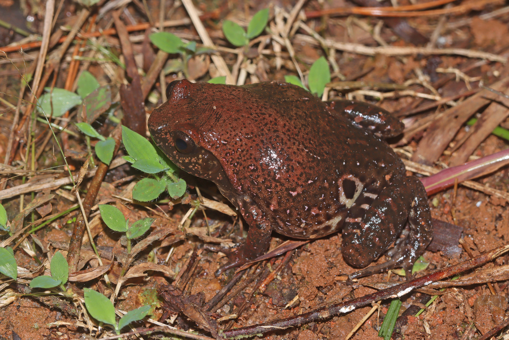 Ocellated Digging Frog