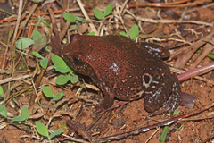 Ocellated Digging Frog photo 1