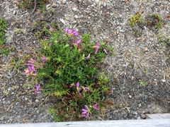 Penstemon cardwellii