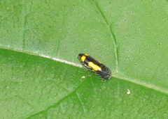 Ptosima gibbicollis