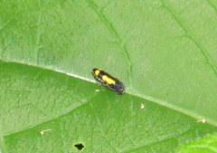 Ptosima gibbicollis