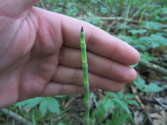 Equisetum laevigatum