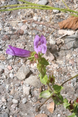 Penstemon cardwellii