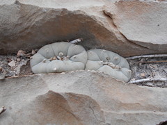 Lophophora williamsii