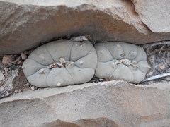 Lophophora williamsii