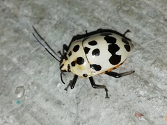 Augocoris gomesii