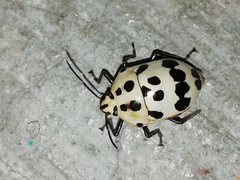 Augocoris gomesii