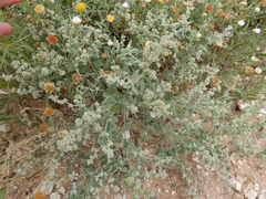 Chenopodium incanum