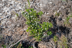 Phylica selaginoides