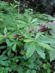 Rhododendron occidentale