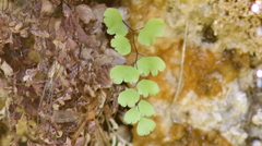 Adiantum jordanii