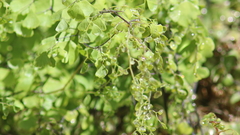 Adiantum jordanii