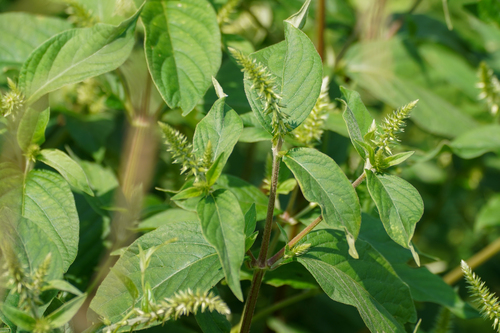 Image of Achyranthes bidentata by (c) WATANABE Hitoshi 渡辺仁, some rights reserved (CC BY)