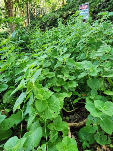 Image of Coleus amboinicus by (c) Scott Allen Davis, some rights reserved (CC BY)