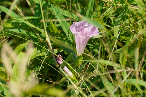 Japanese bindweed (Calystegia pubescens)