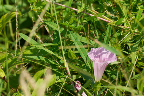Image of Calystegia pubescens by (c) WATANABE Hitoshi 渡辺仁, some rights reserved (CC BY)