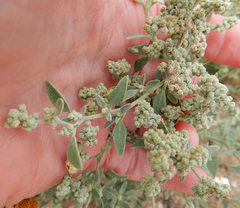 Chenopodium incanum