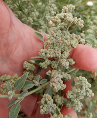 Chenopodium incanum