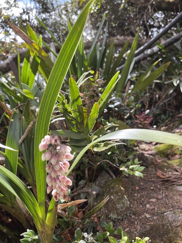 Cymboglossum grande observed 2024-09-05