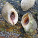 Atlantic Dogwhelk - Photo (c) Leonid Rasran, some rights reserved (CC BY-NC), uploaded by Leonid Rasran