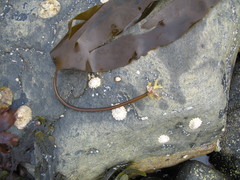 Laminaria digitata