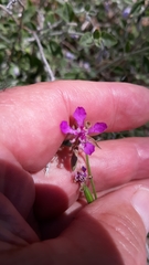 Clarkia rhomboidea