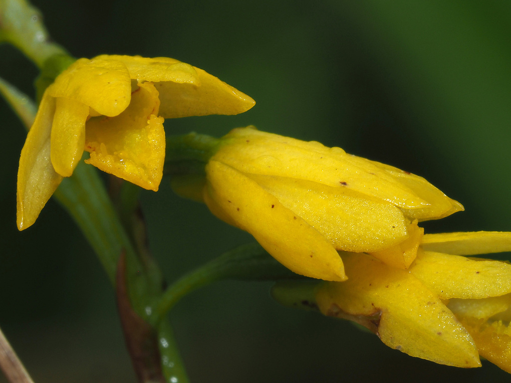Eulophia milnei