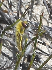 Julodis