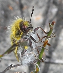 Julodis