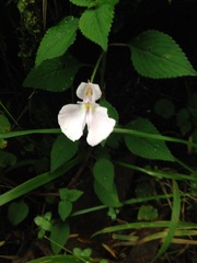 Impatiens burtonii