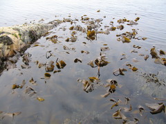 Laminaria digitata