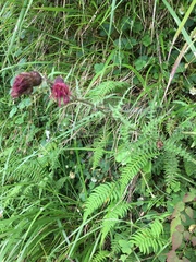 Cirsium suzukii