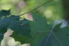 Acericecis ocellaris