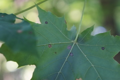 Acericecis ocellaris