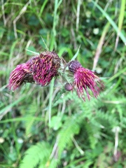 Cirsium suzukii