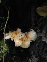 Fungi