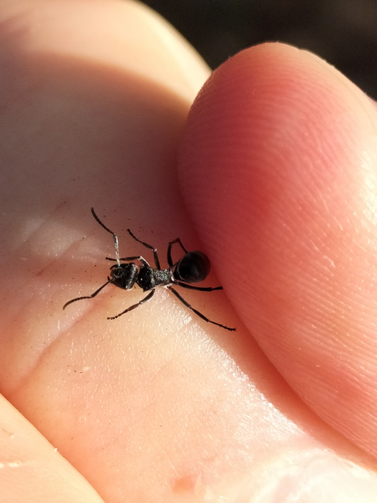 Polyrhachis constricta