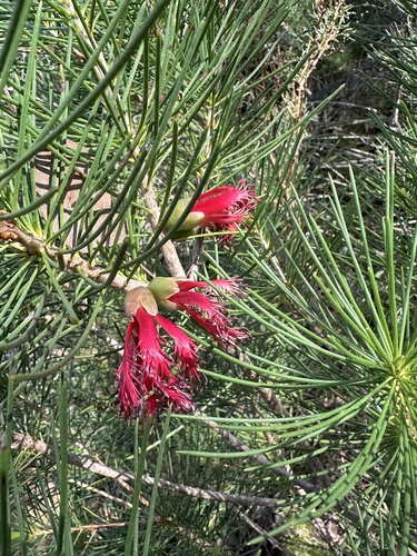 Image of Melaleuca granitica by (c) Debra Baker, some rights reserved (CC BY)