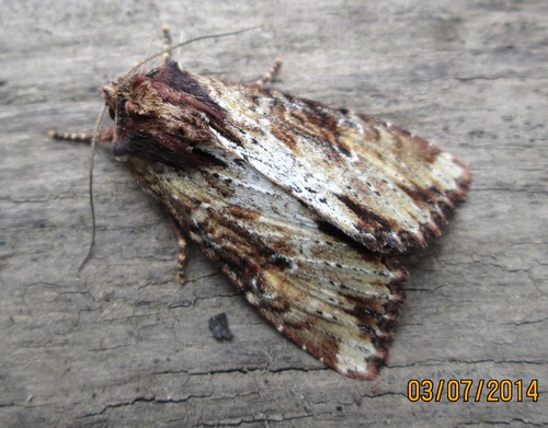 Rudasis pašakninis pelėdgalvis nuotrauka