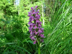 Dactylorhiza sibirica
