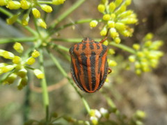 Graphosoma interruptum