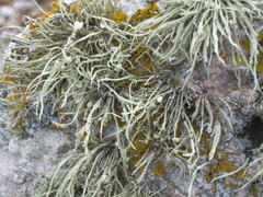 Ramalina cuspidata